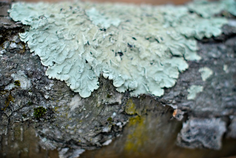 12 lichens