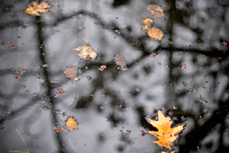 6 falll leaves on water1