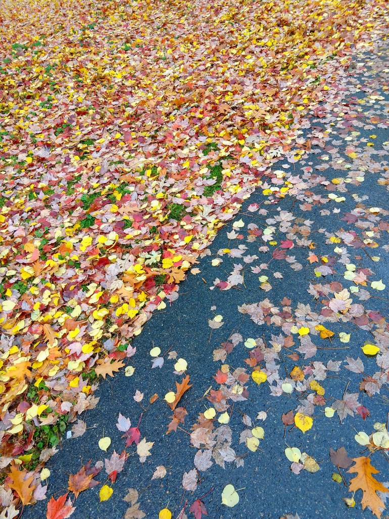 IMG_20181103_142749606_HDR.jpg