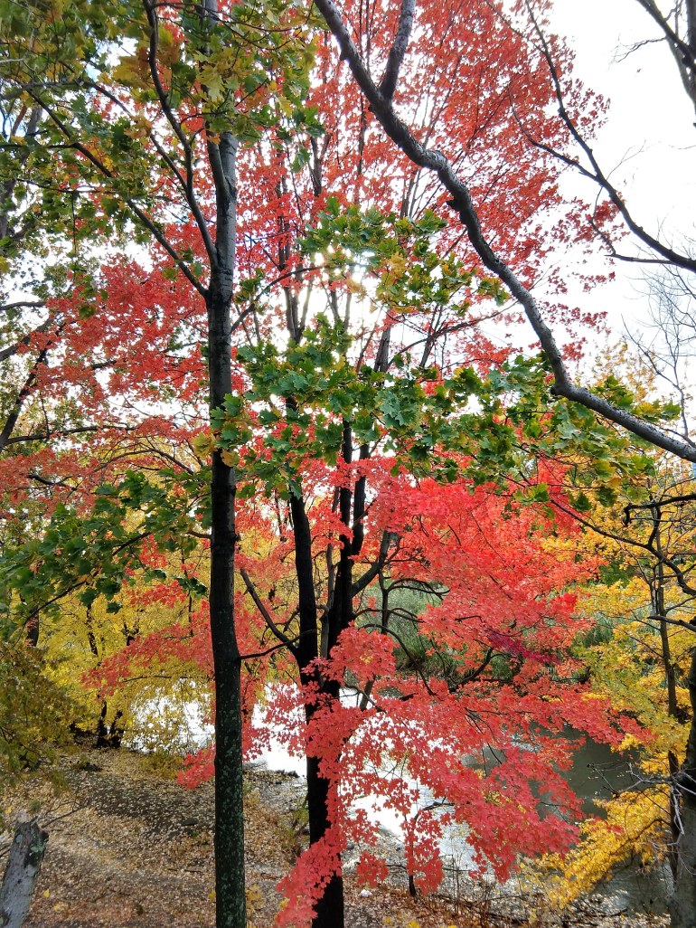 IMG_20181103_144250720_HDR