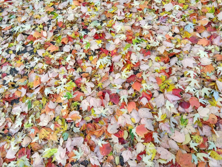 IMG_20181103_144524433_HDR.jpg